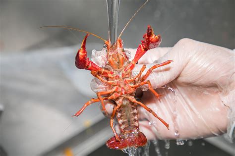 龙虾怎样正确清洗