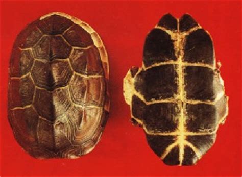 龟版的药用价值 龟版的功效和作用