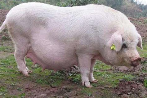 100斤猪烧后剩多少斤