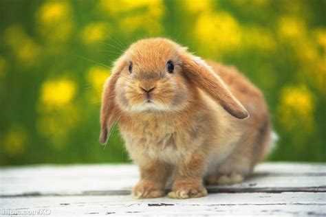 100种可爱兔子