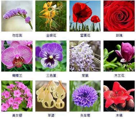 100种花的名字和图片