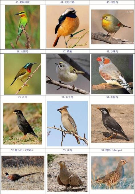 1000种鸟图片大全和名字