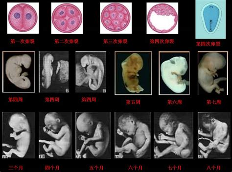 12周胎儿大小图片