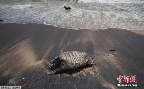 1400斤大海龟尸体冲上海岸