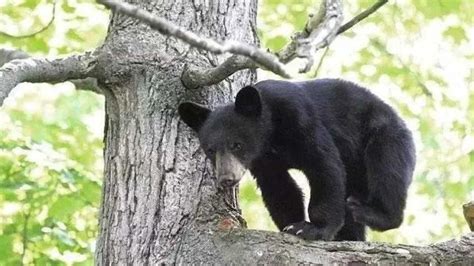 180斤黑熊挂树上动弹不得