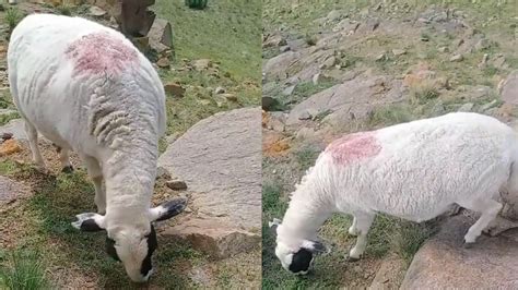 19岁女孩放羊把羊和她一块丢了