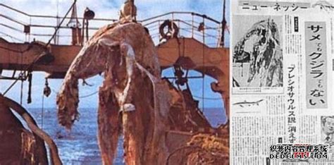 1977年日本神秘海怪尸究竟是什么