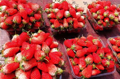 20块钱能买几个草莓