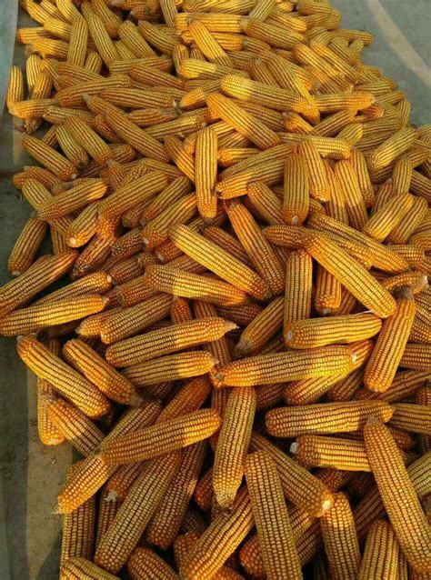 2020商丘玉米卖多少钱一斤