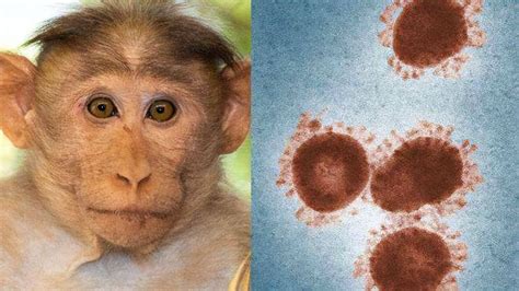 2023年猴痘病毒会爆发吗