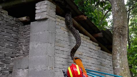 26斤大蟒蛇闯进村民家中报警
