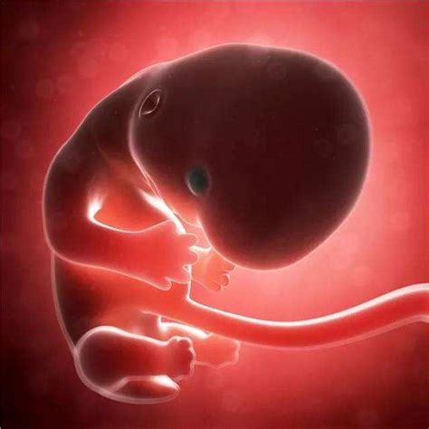 35周的胎儿一般多少斤
