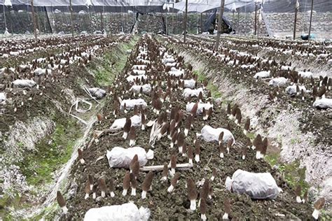 4月份山西羊肚菌种植基地