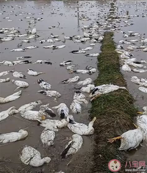 4000只鸭子被毒死还没查到吗