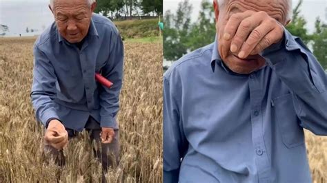 79岁老农捧发芽小麦落泪原视频