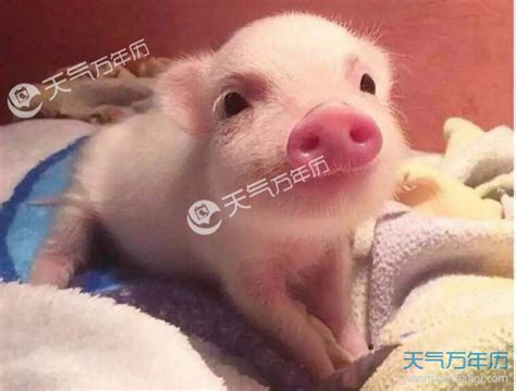 8月新生的猪宝宝起名