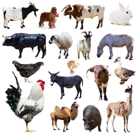 Farm Animals农场动物