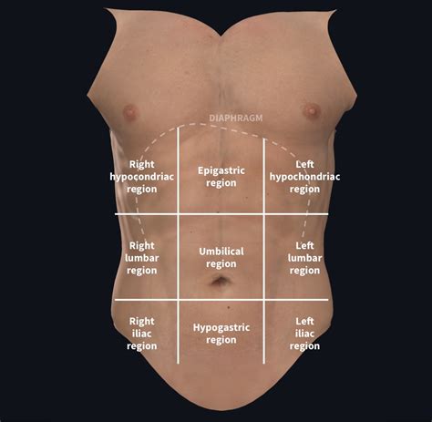 abdominal cavity