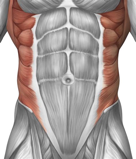 abdominal muscle