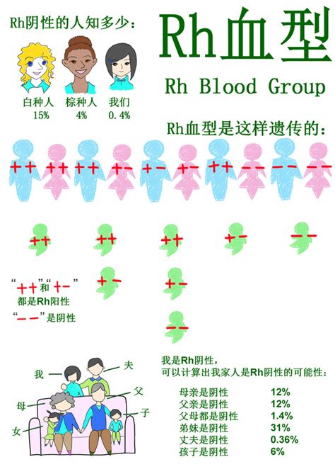 b型血rh阳性是什么血型