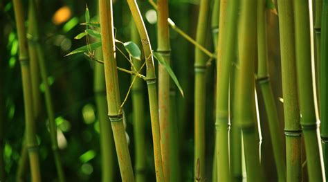 bamboo竹子变复数