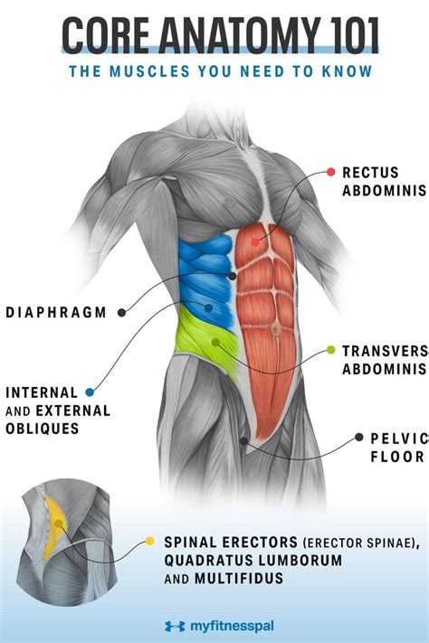 develop your core muscles