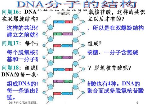 dna分子的结构优质课
