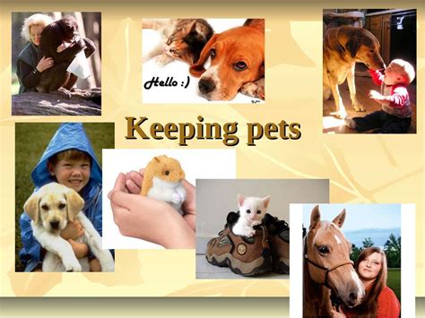 keeping pets英语作文