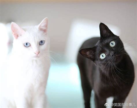 seo黑猫白猫