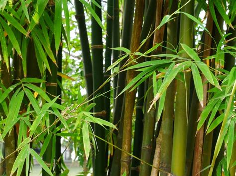 where do bamboo grow in china